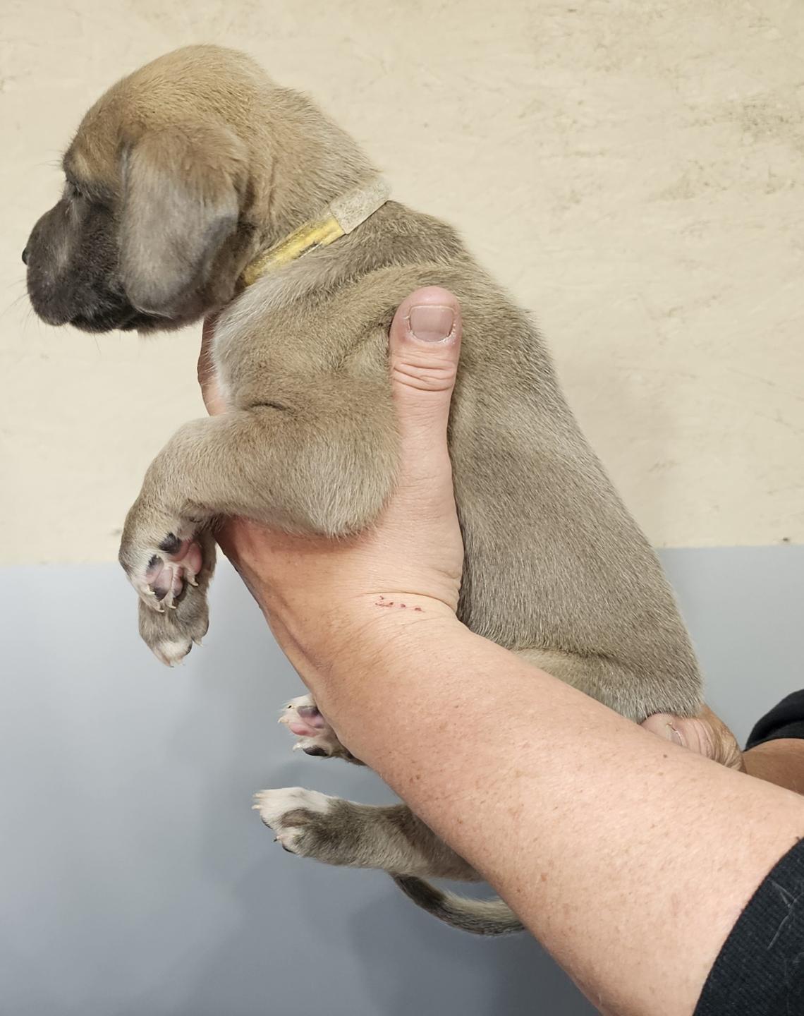 Blue Fawn Female Grey Collar