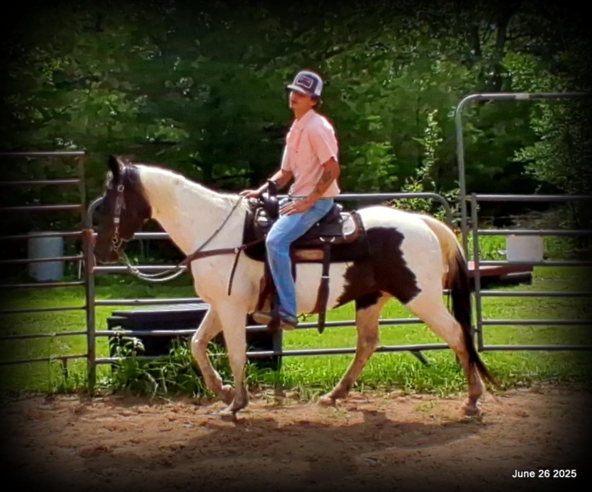 Meet Patrick – The Perfect Family Gelding!