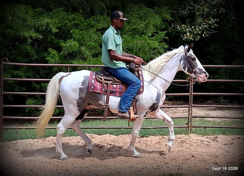💚 Cosmo | Kid-Safe Spotted Gaited Gelding