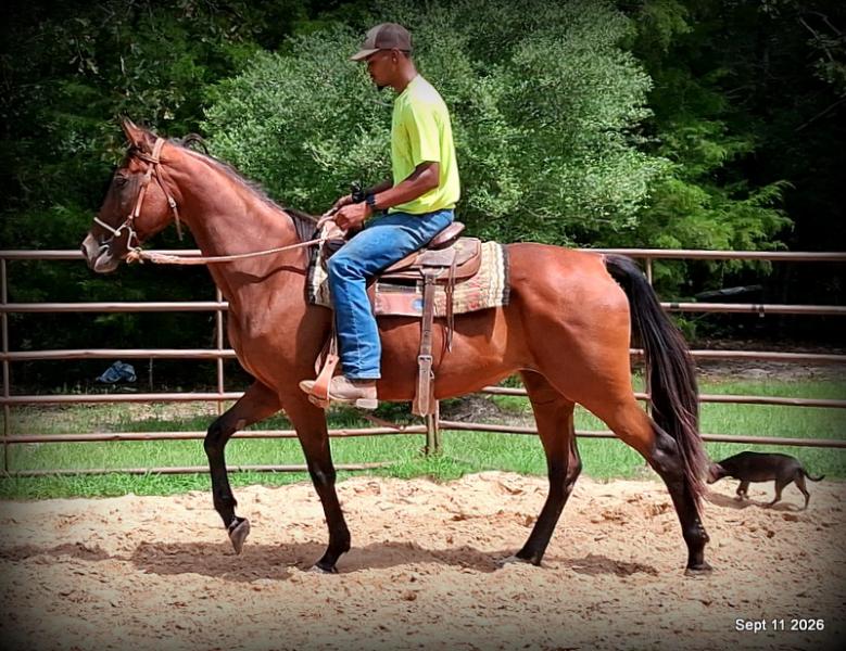 🧡 Jessica’s Beauty | Registered Standardbred Mare🧡