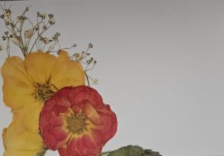 Elegance Series Cards 10 pack print cards