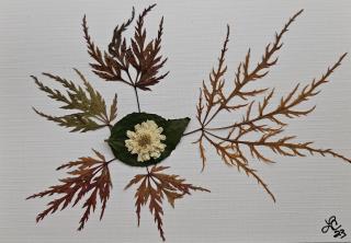 Potpourri Series Cards 10 pack print cards