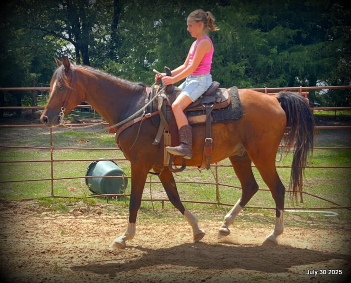 Cash- 11 Year Old Arabian Cross