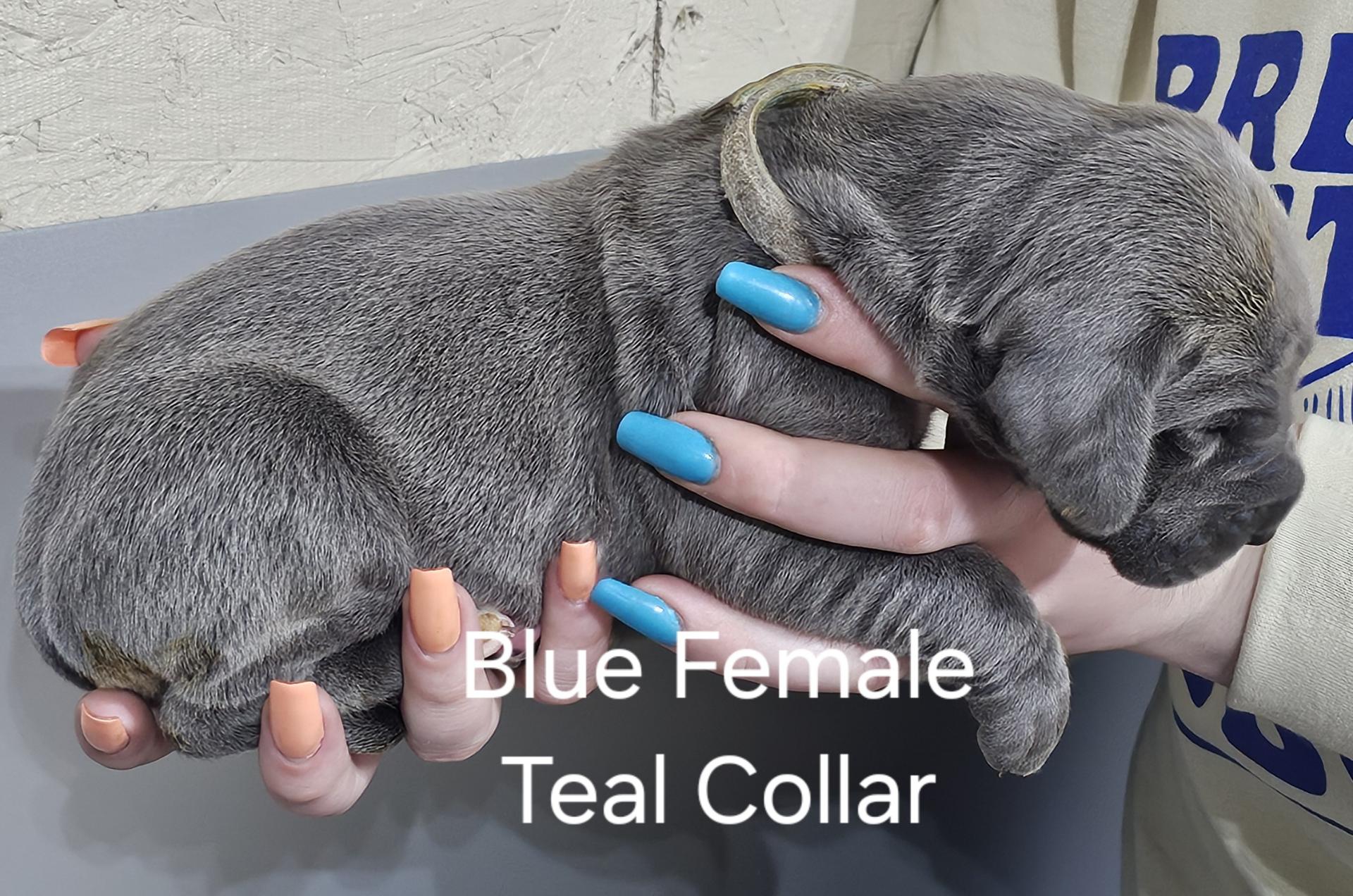Blue Female Teal Collar (SOLD)