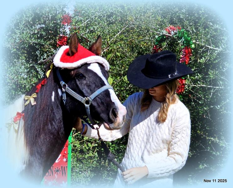 🧡Ragan🧡🎄 ✨ A Christmas Dream Horse Looking for Her Forever Home ✨ 🎄