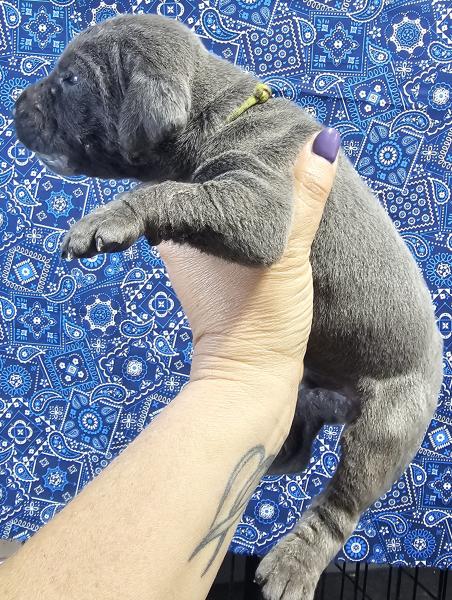 Blue Male Yellow Collar