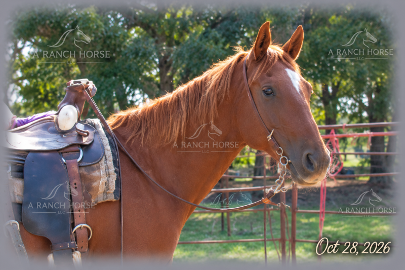 💚 BEAU 💚 THE BEAUTIFUL FAMILY-SAFE TRAIL GELDING