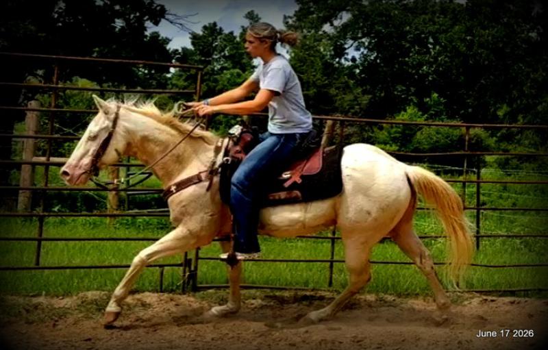 💚Prince💚Meet Prince: Your Dream Riding Partner! 👑
