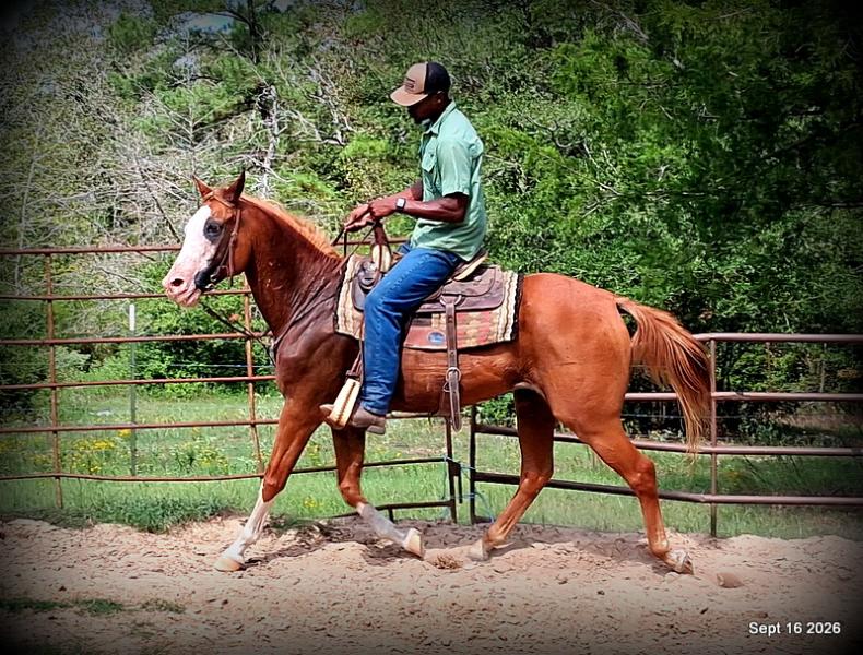 💚 Rocky | Kid-Safe Family Trail Gelding
