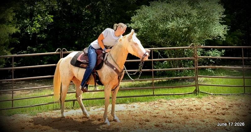 💚Prince💚Meet Prince: Your Dream Riding Partner! 👑