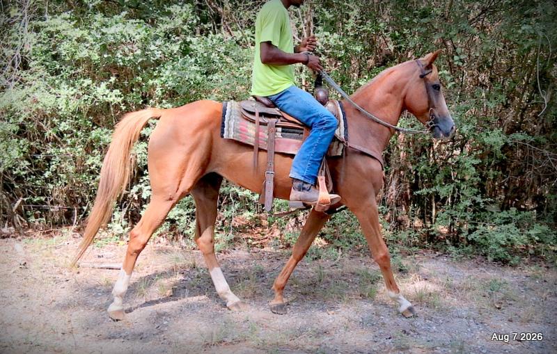 💚Blair • Beginner Safe, Seasoned Trail Mare💚