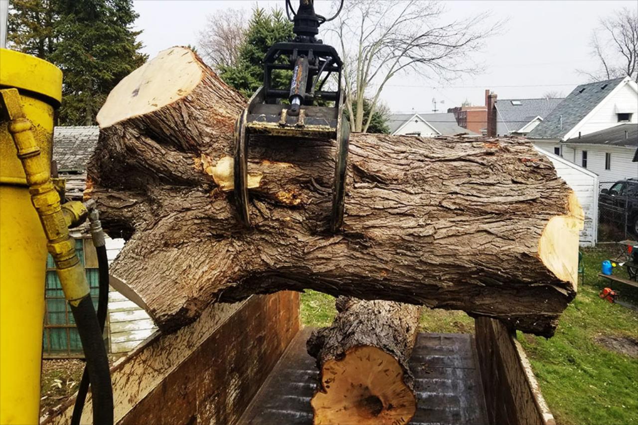 Tree &amp; Stump Removal