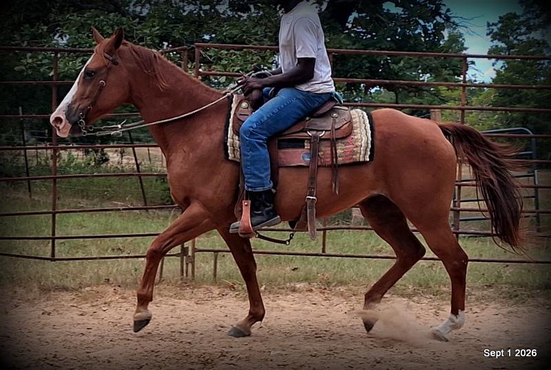 💚🐴 Brandy • Kid Safe, Family Safe & Dependable Quarter Horse Mare💚