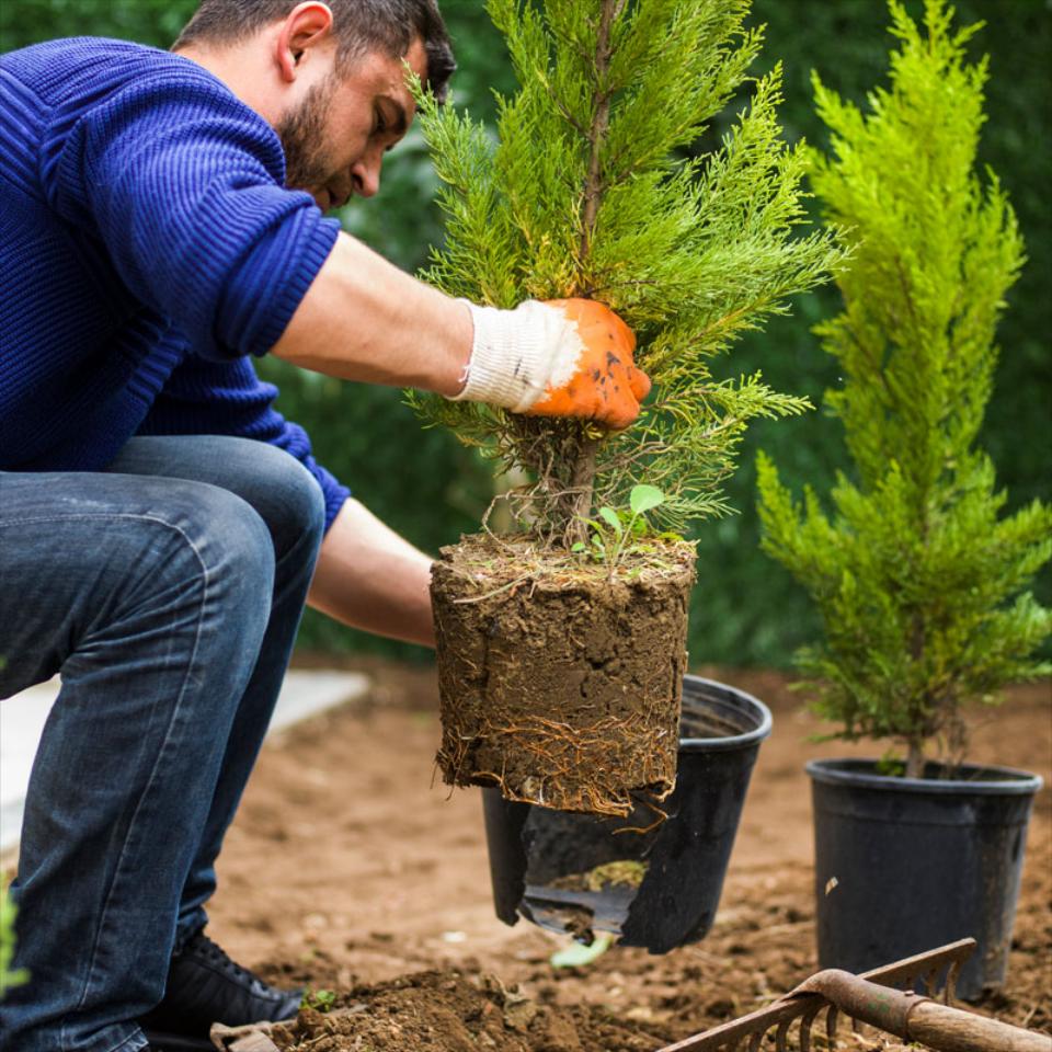 Sod and Plantings