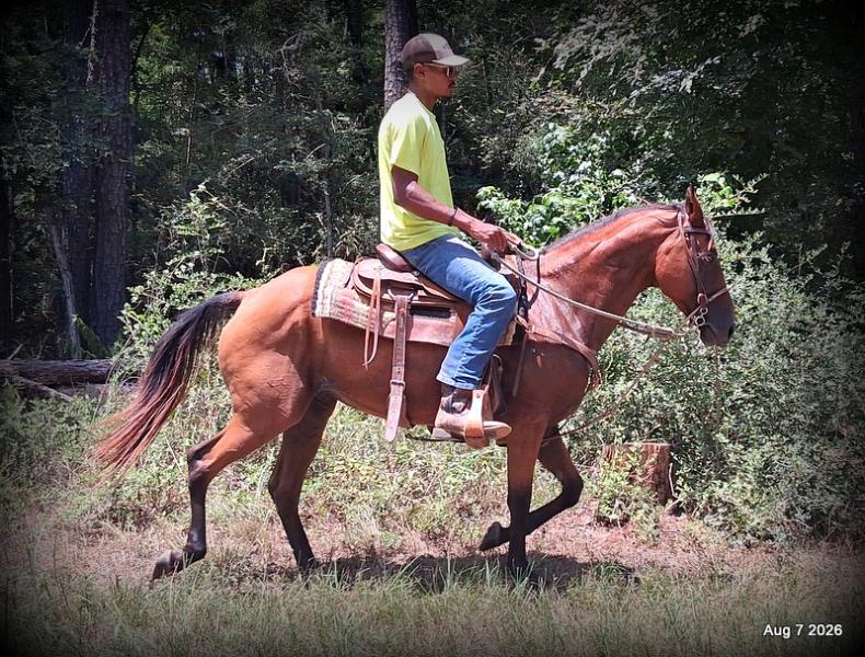 💚Sable • Beginner Safe & Family Safe Mare💚