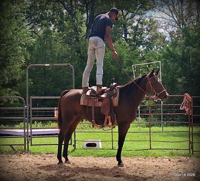 💚 Cat | Kid & Beginner Safe Family Trail Mare