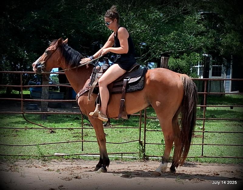 Bailey – Sweet Bay Gelding with a Heart of Gold