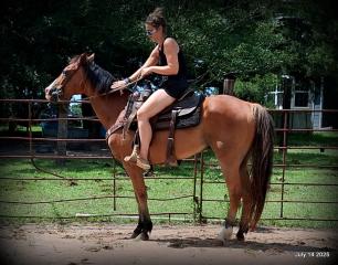 Bailey – Sweet Bay Gelding with a Heart of Gold