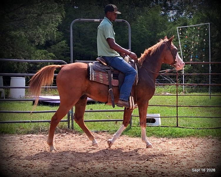 💚 Rocky | Kid-Safe Family Trail Gelding