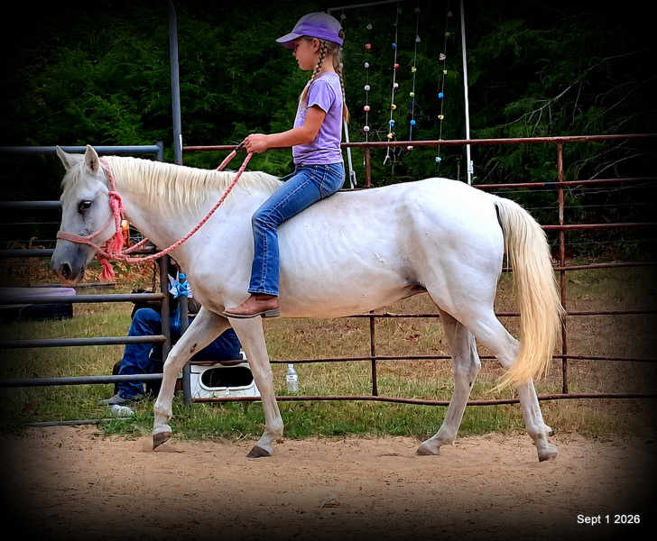 💛 🐴 Wisp • Beginner Safe, Smooth & Gentle Trail Mare 💛