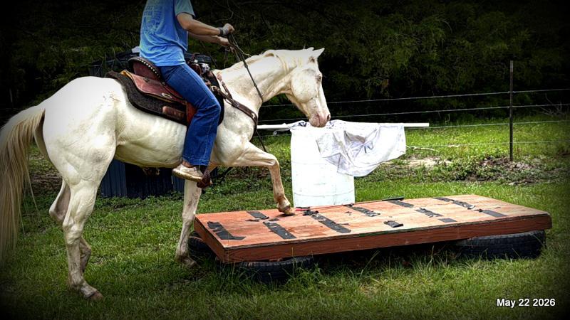 💚Prince💚Meet Prince: Your Dream Riding Partner! 👑
