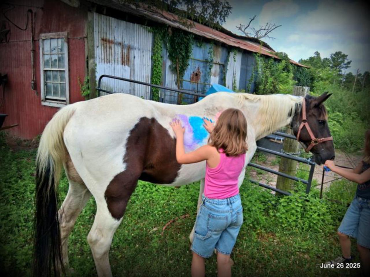 Meet Patrick – The Perfect Family Gelding!