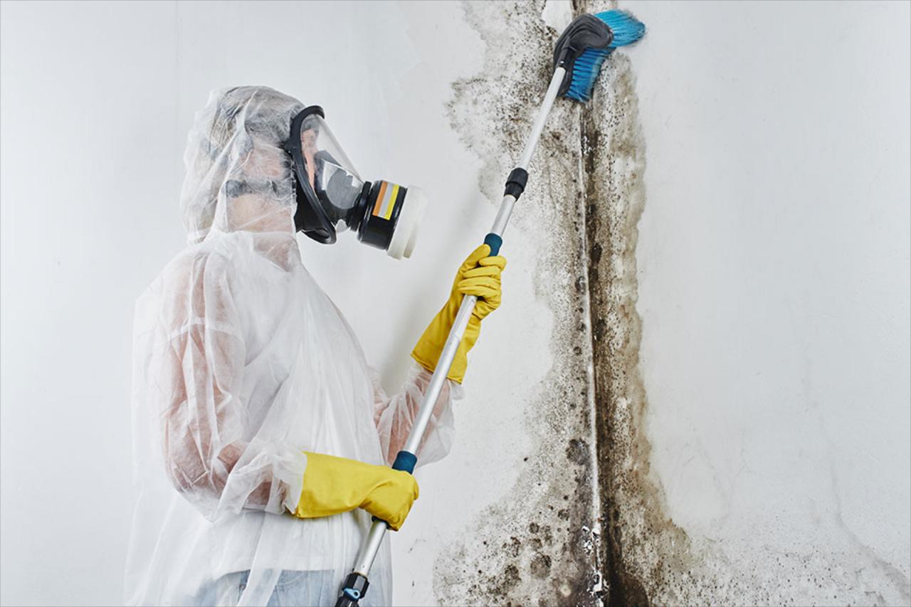 Mold Removal &amp; Remediation