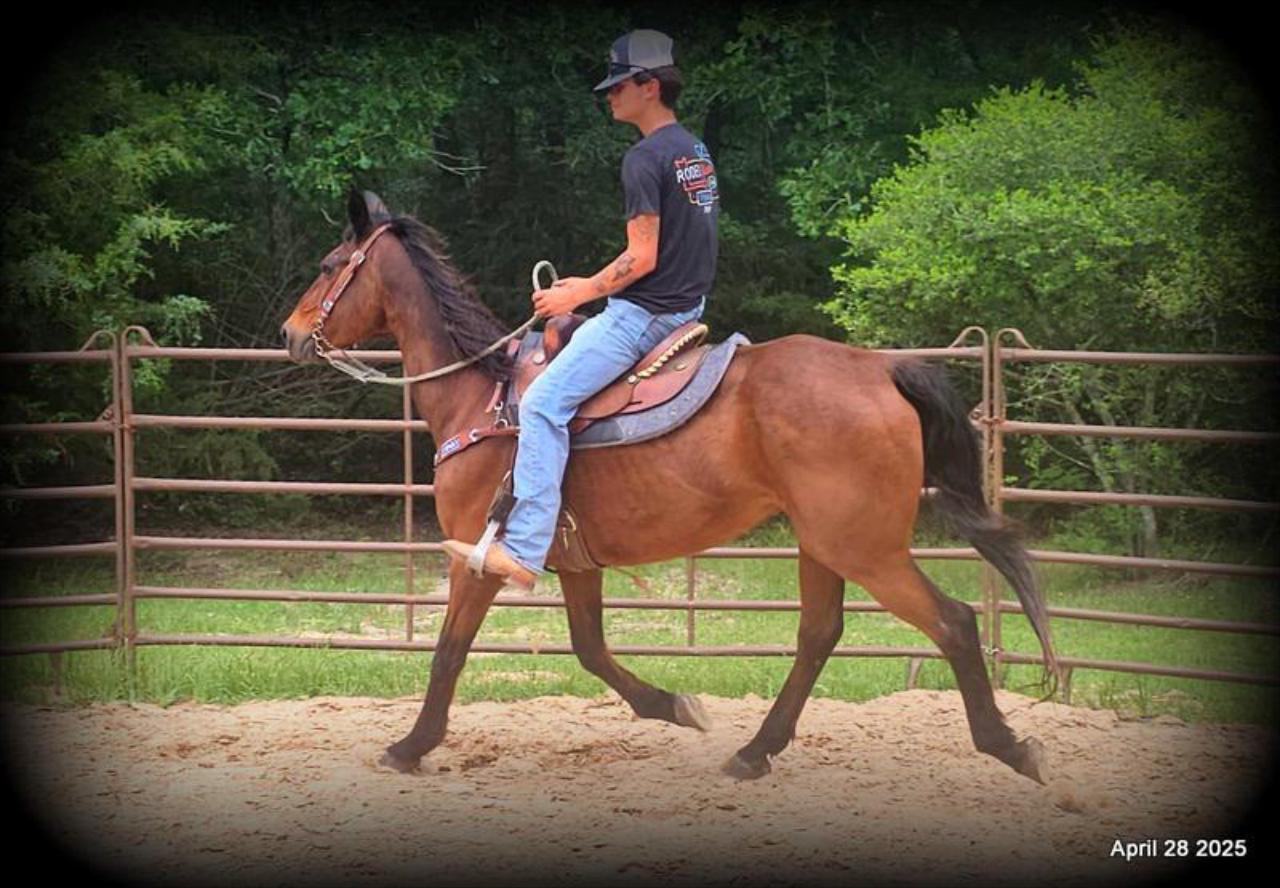 Sammy – A Comeback Story with a Heart of Gold