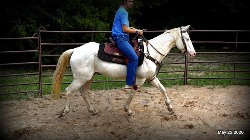 💚Prince💚Meet Prince: Your Dream Riding Partner! 👑