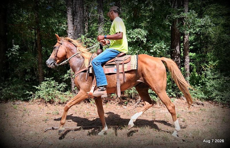 💚Blair • Beginner Safe, Seasoned Trail Mare💚