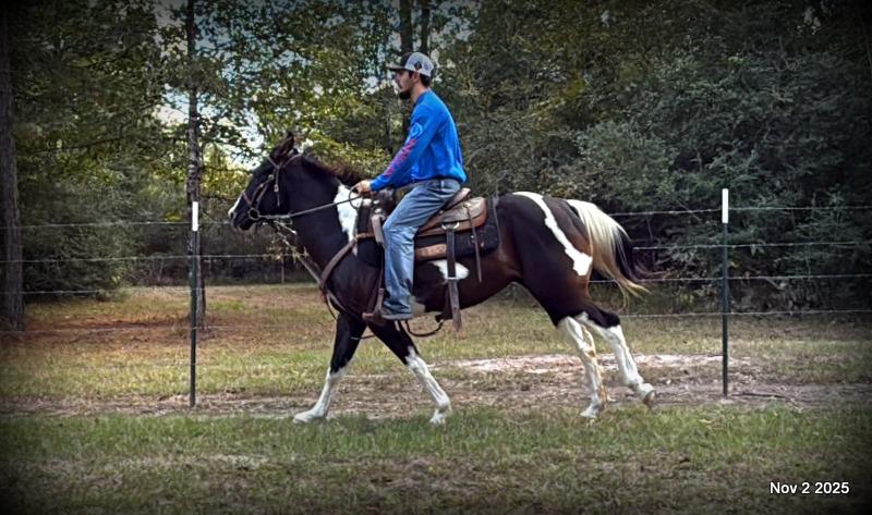 🧡Ragan🧡🎄 ✨ A Christmas Dream Horse Looking for Her Forever Home ✨ 🎄