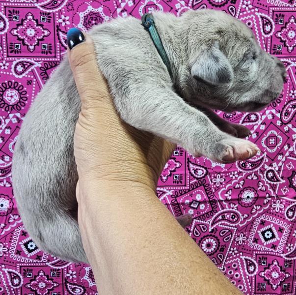 Blue Merle Female Teal Collar