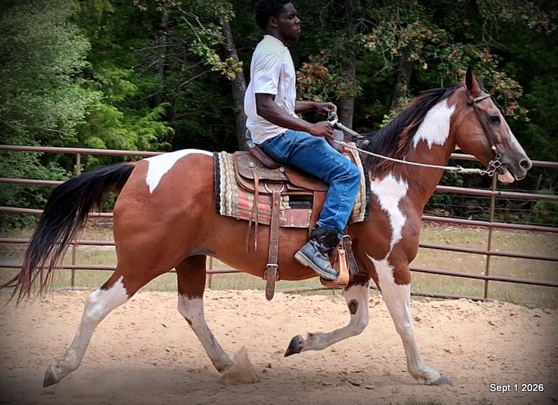 💛 🐴 Milly • Beginner Safe, Confident & Smooth Trail Mare💛