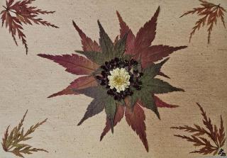 Meadow Series Cards 10 pack print cards