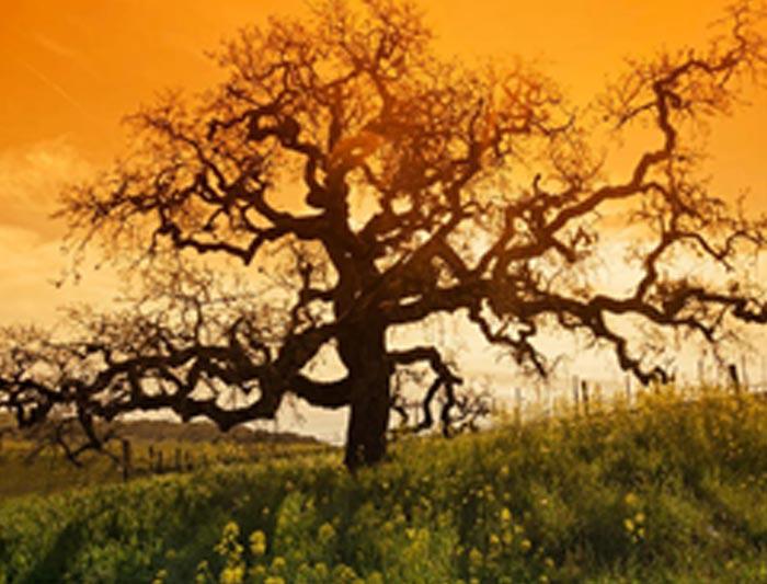 ADVISORY FOR OLD TREE
