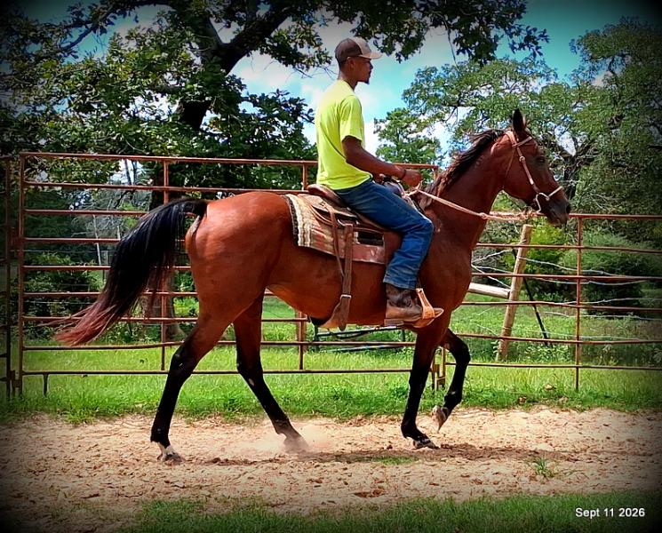 🧡 Jessica’s Beauty | Registered Standardbred Mare🧡