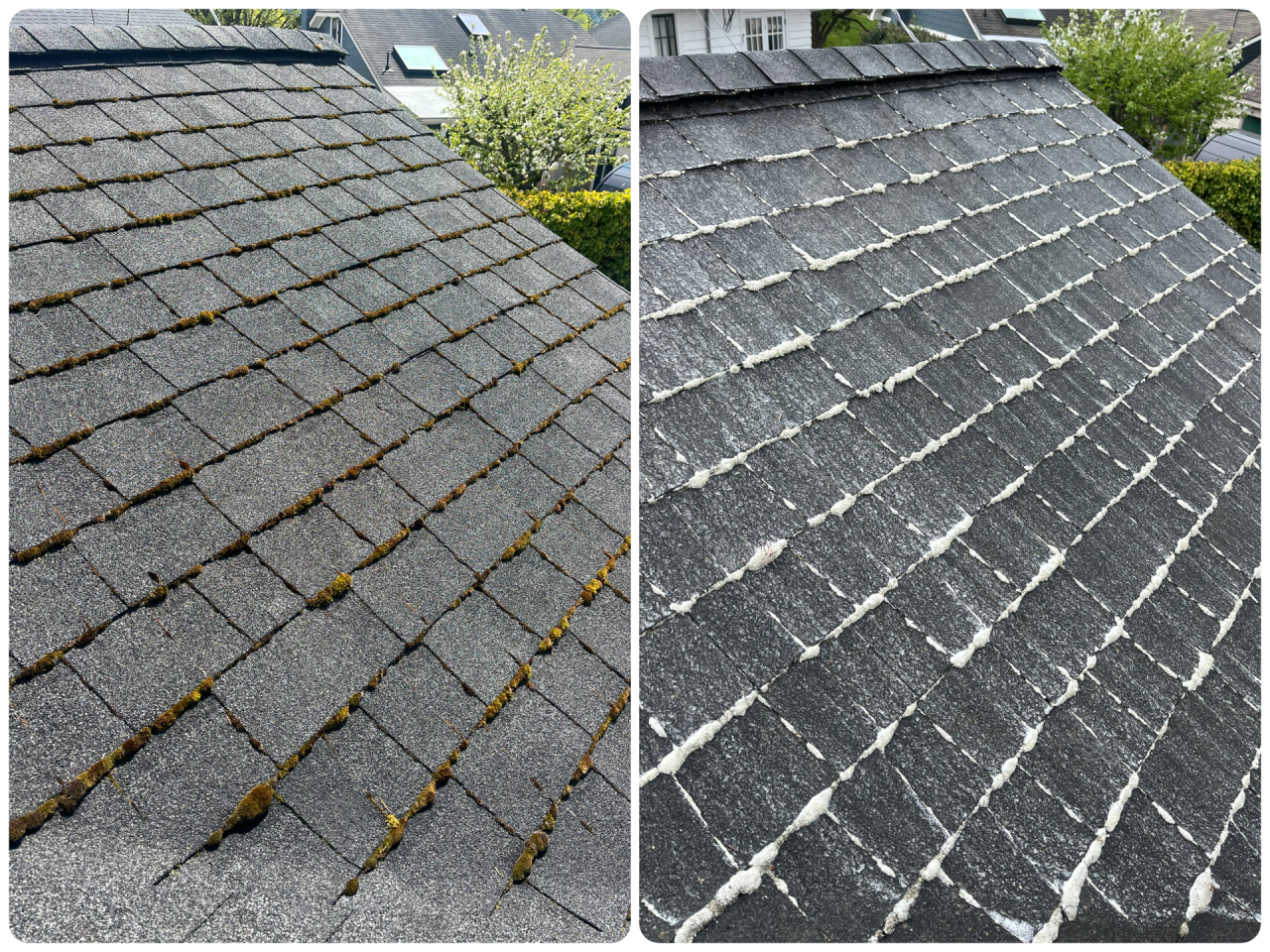 Roof Cleaning Services in Bellingham, WA