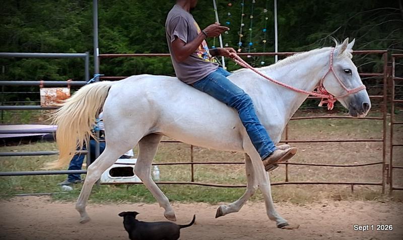 💛 🐴 Wisp • Beginner Safe, Smooth & Gentle Trail Mare 💛