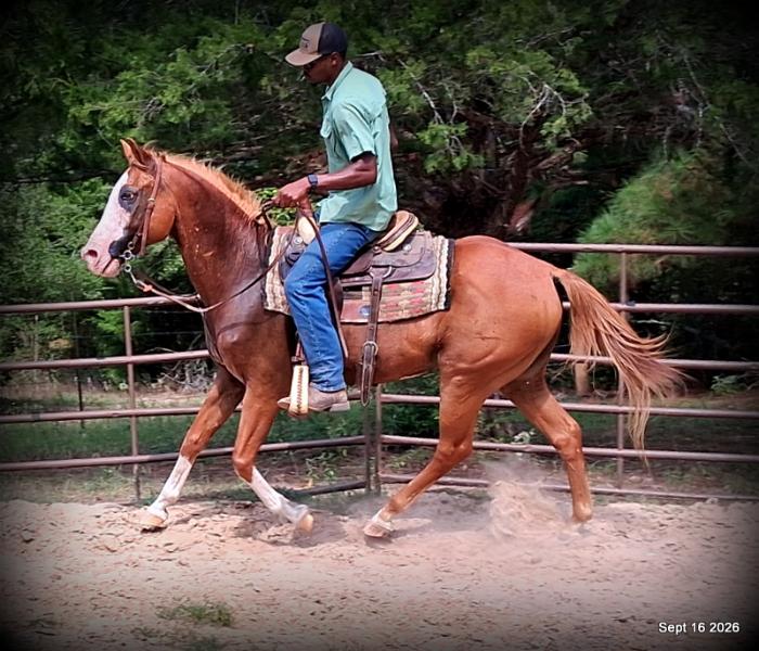💚 Rocky | Kid-Safe Family Trail Gelding