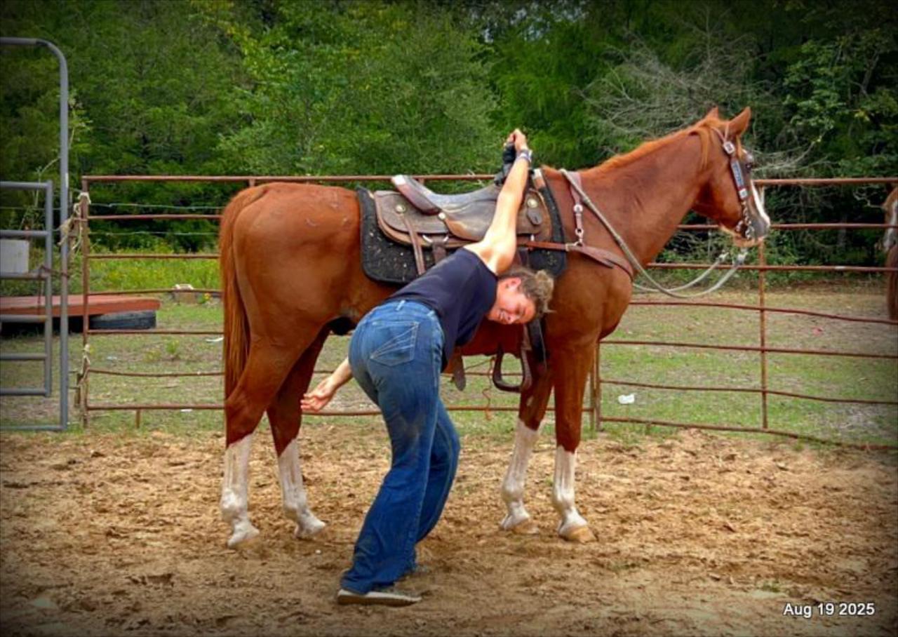 Cooper Amazing Beginners Horse