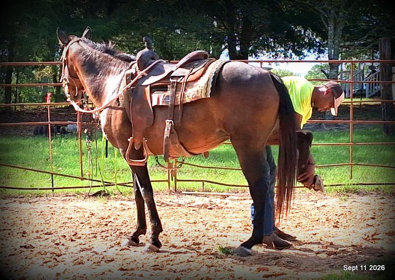 💚 Pop-tart Kid Safe & Family Safe Mare💚