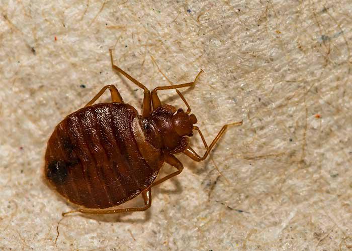 Bed Bugs
