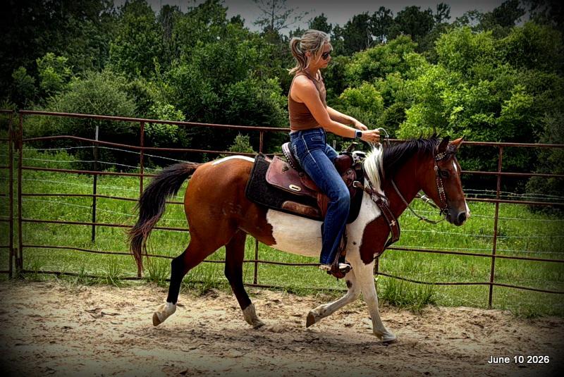 🧡Coca🧡Solid, Sensible Trail Mare 🌟