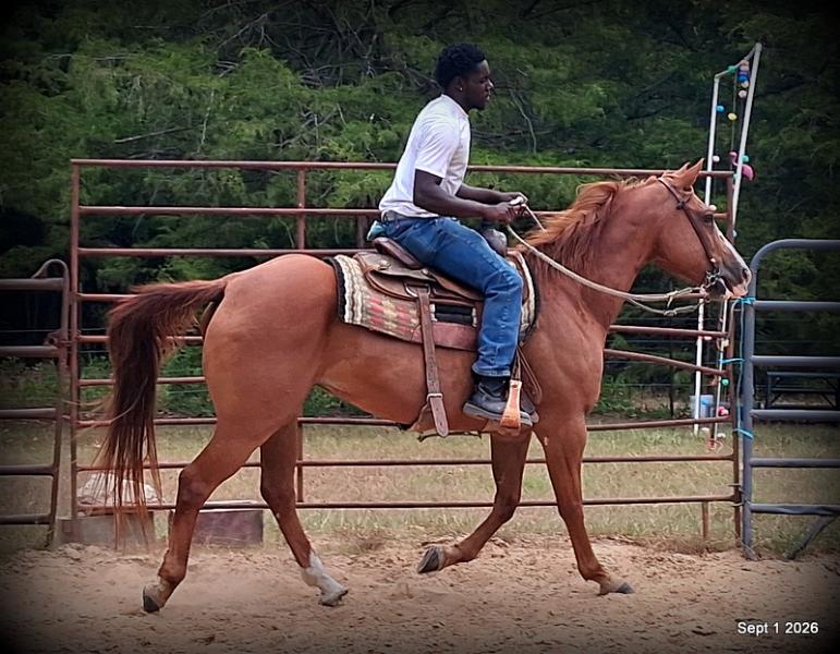 💚🐴 Brandy • Kid Safe, Family Safe & Dependable Quarter Horse Mare💚