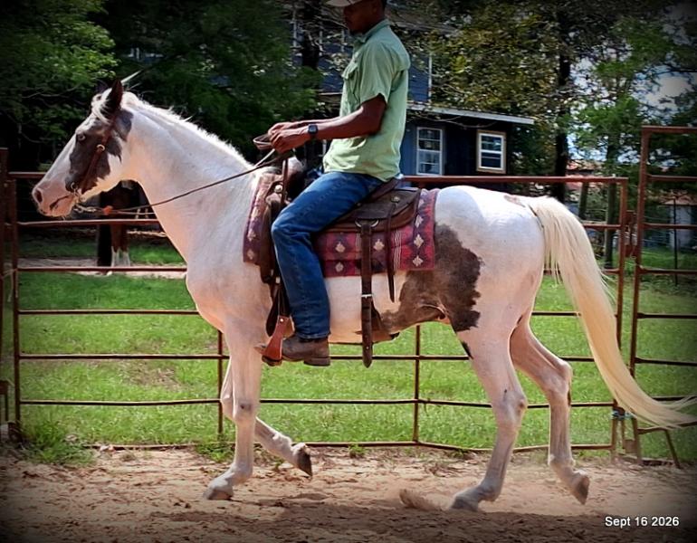 💚 Cosmo | Kid-Safe Spotted Gaited Gelding