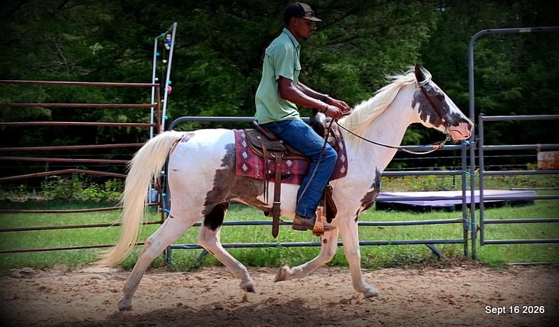 💚 Cosmo | Kid-Safe Spotted Gaited Gelding
