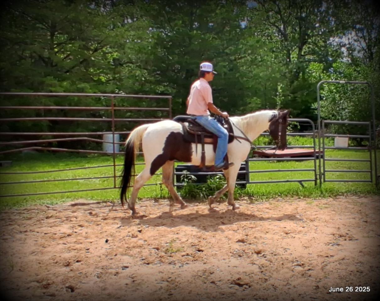 Meet Patrick – The Perfect Family Gelding!