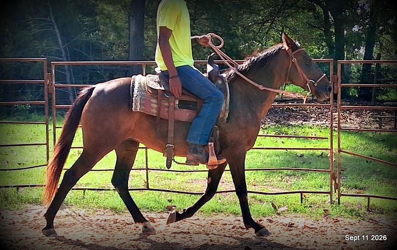 💚 Pop-tart Kid Safe & Family Safe Mare💚