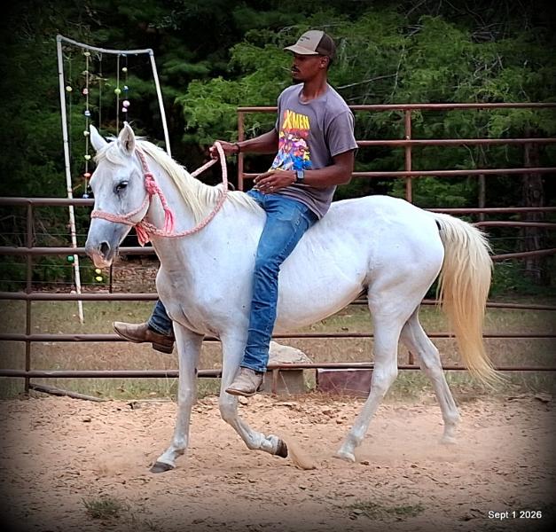 💛 🐴 Wisp • Beginner Safe, Smooth & Gentle Trail Mare 💛