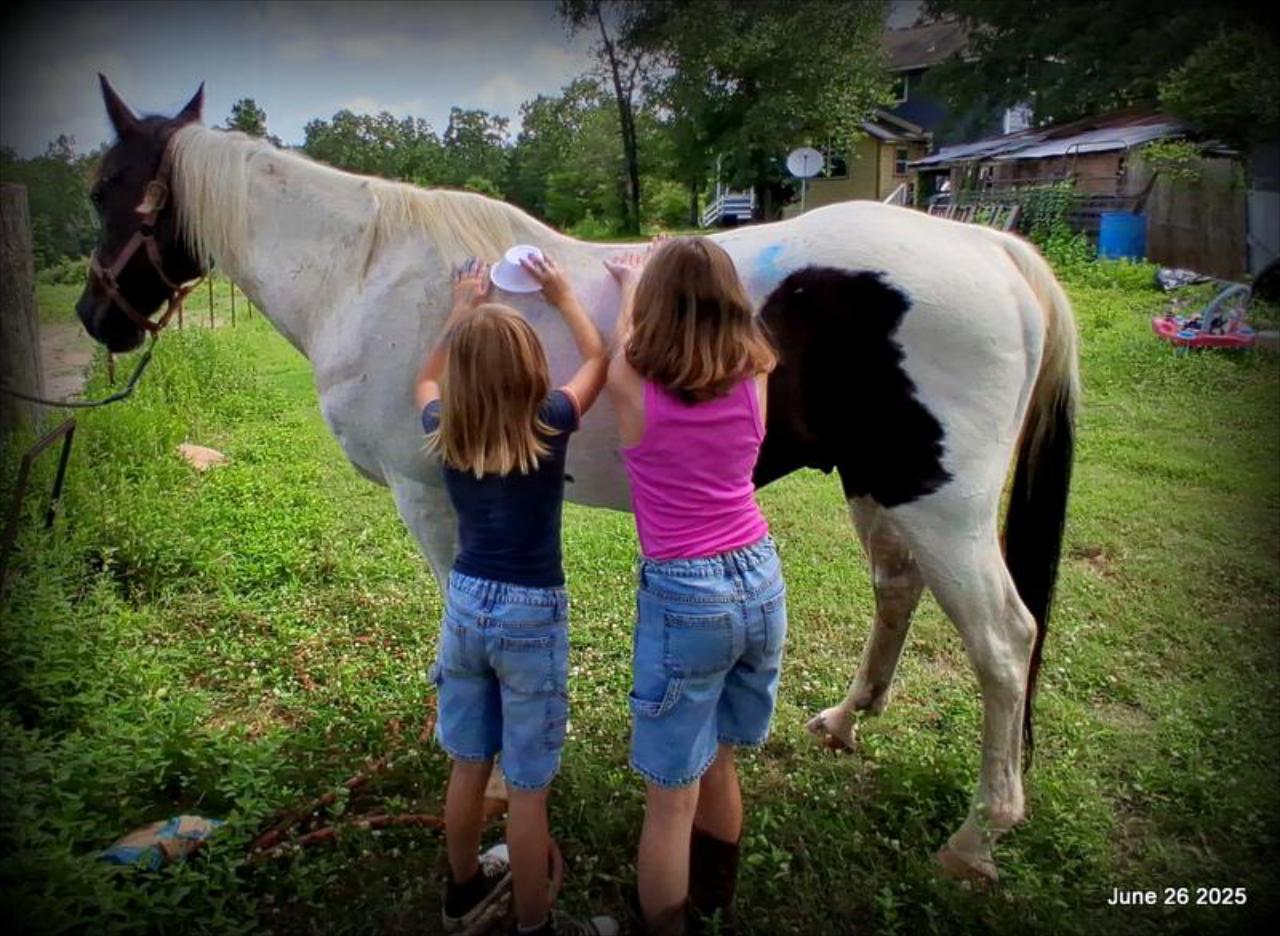 Meet Patrick – The Perfect Family Gelding!